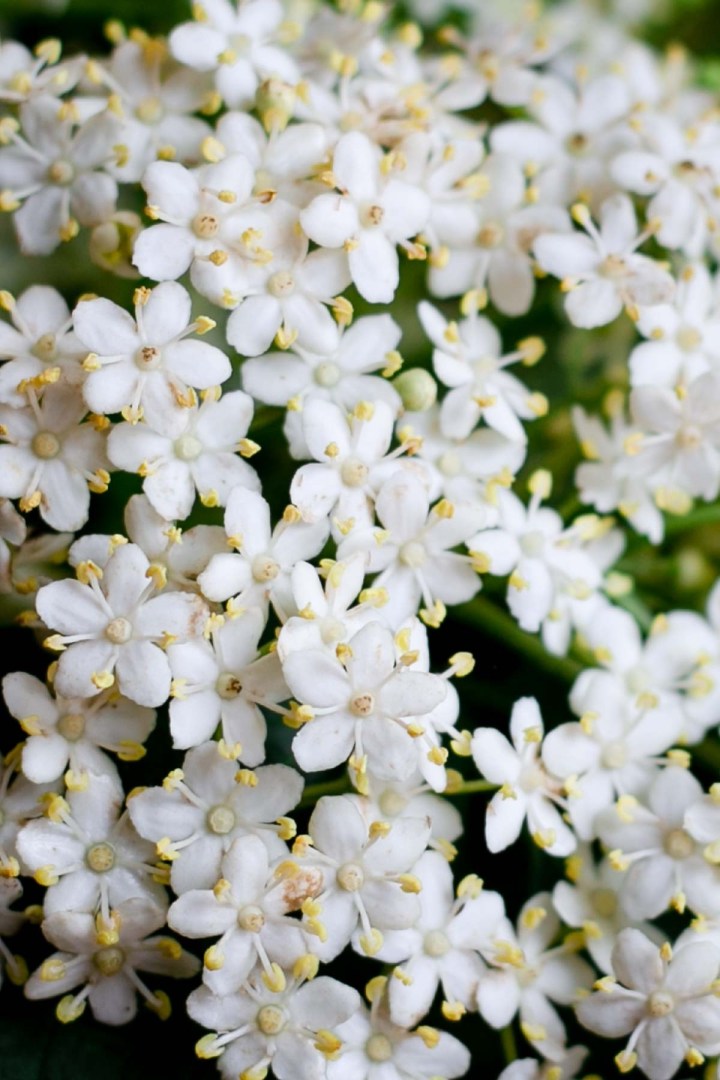 Elderflower Balsamic Vinegar