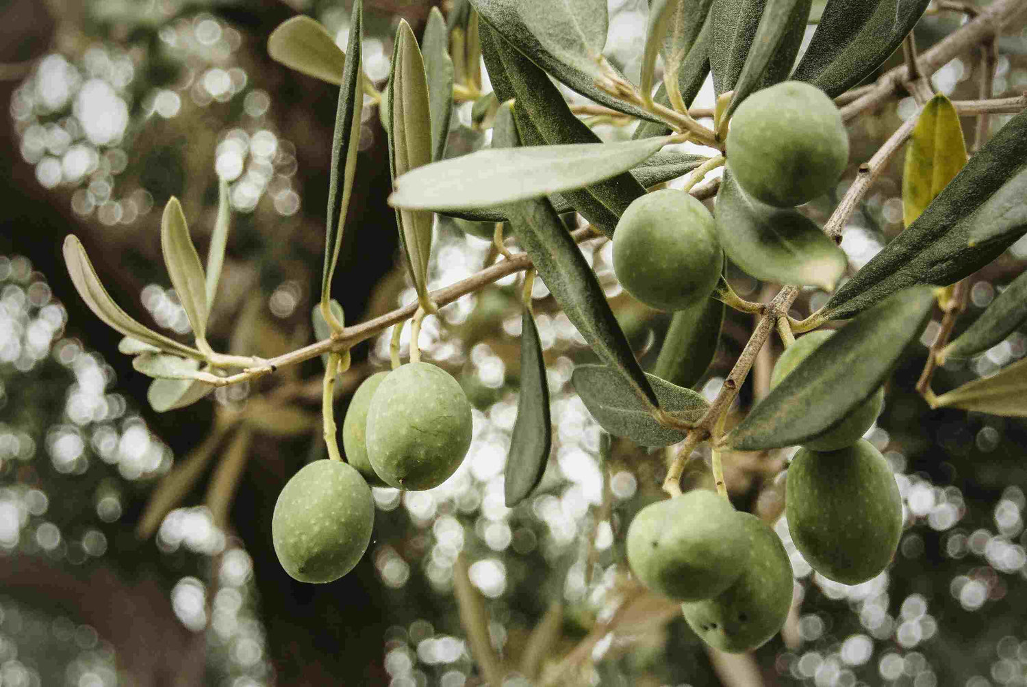 Chiquitita (Mild) Portugal