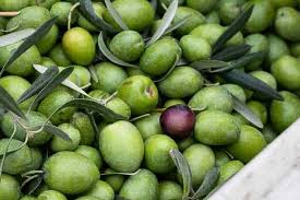 Picual (Med-Robust) Portugal