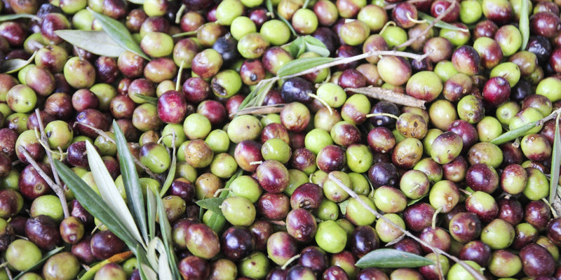 Frantoio-Leccino (Robust) Chile